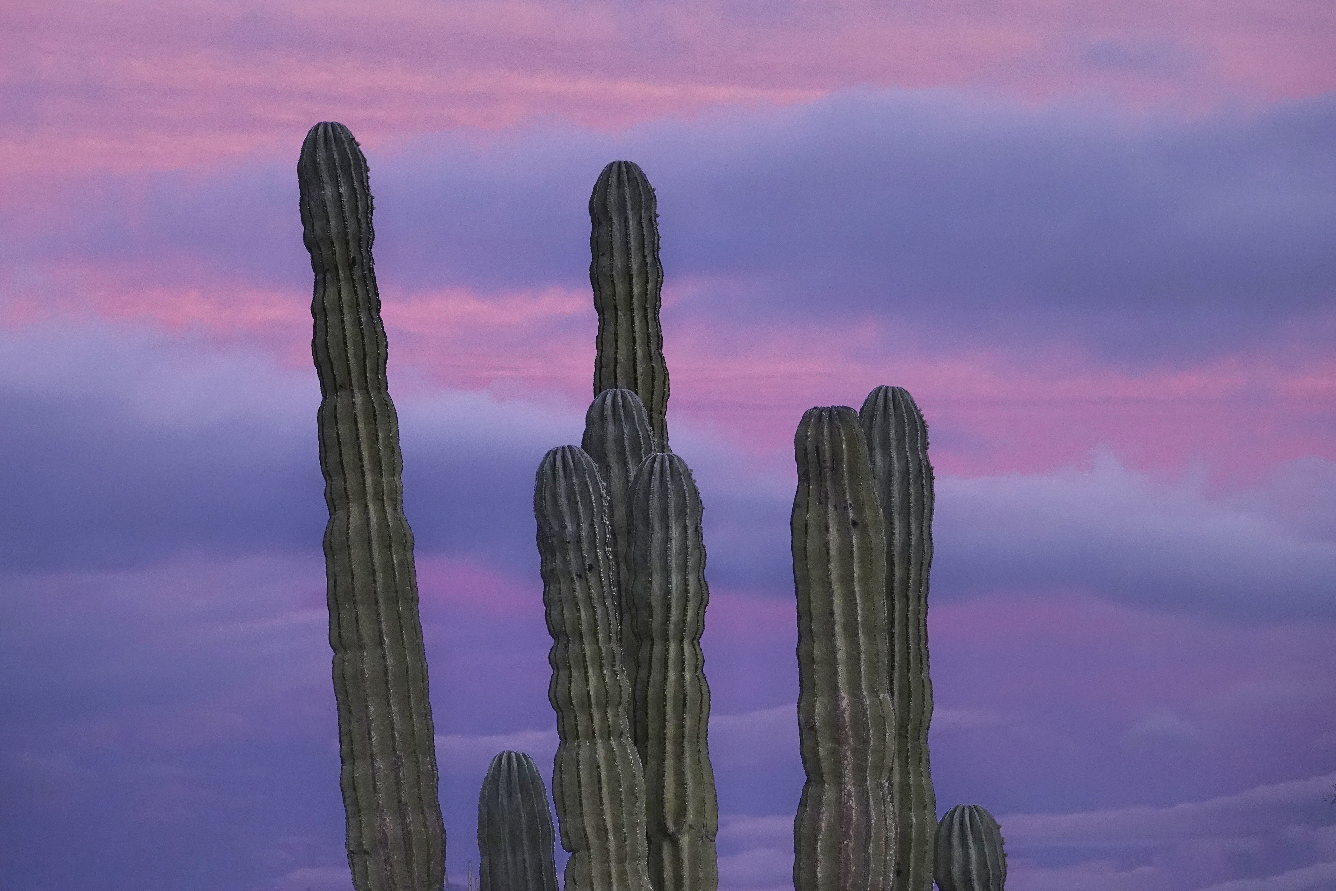 Grands cactus au crépuscule